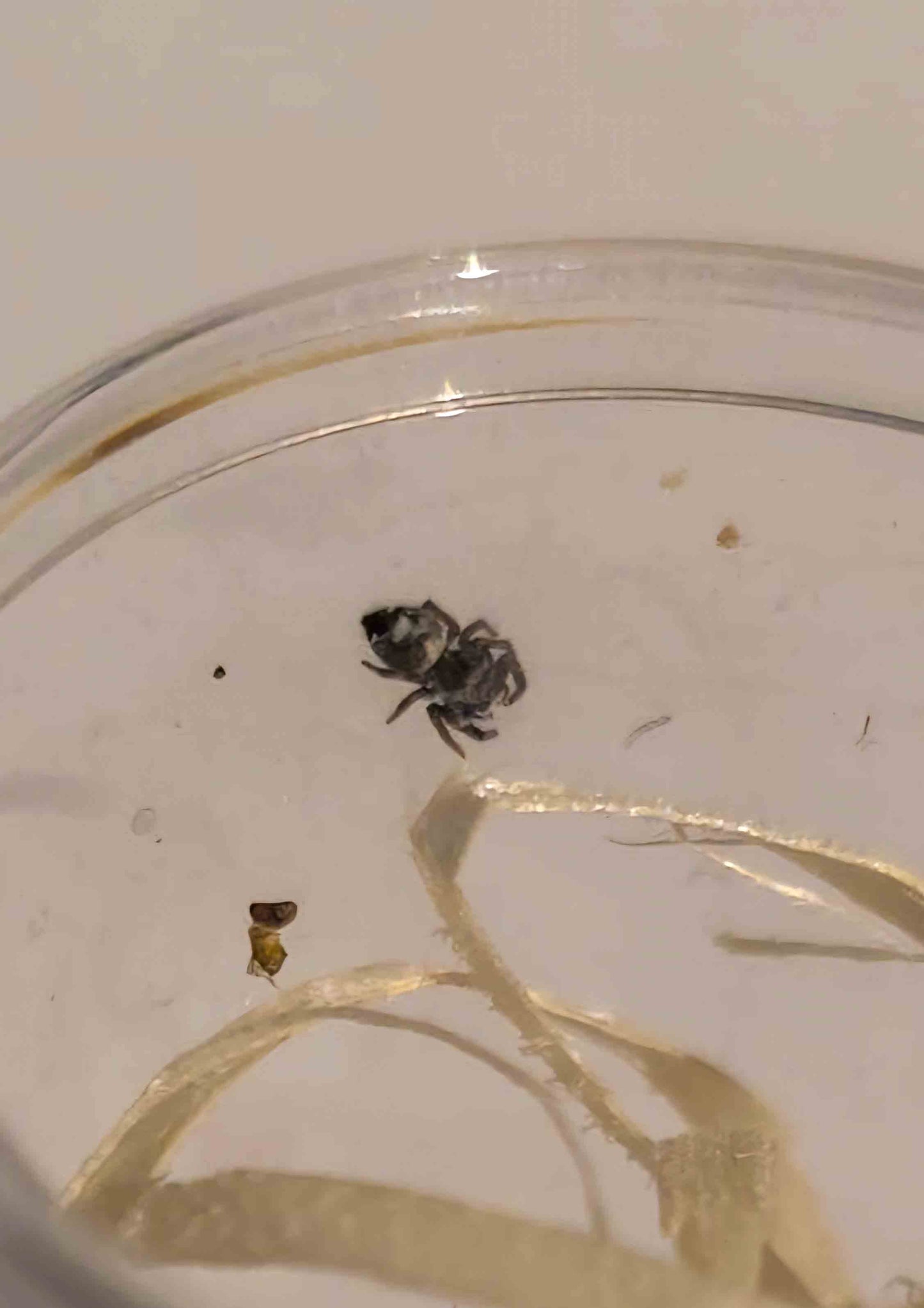 Phidippus regius "Bahamas"