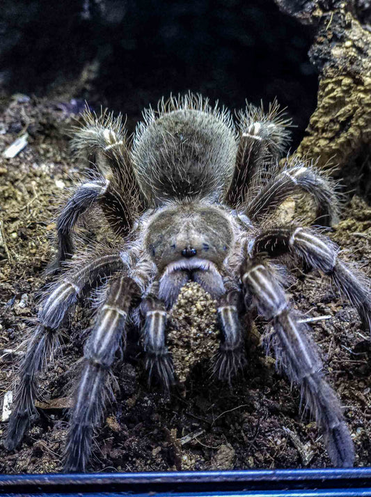 Aphonopelma seemanni