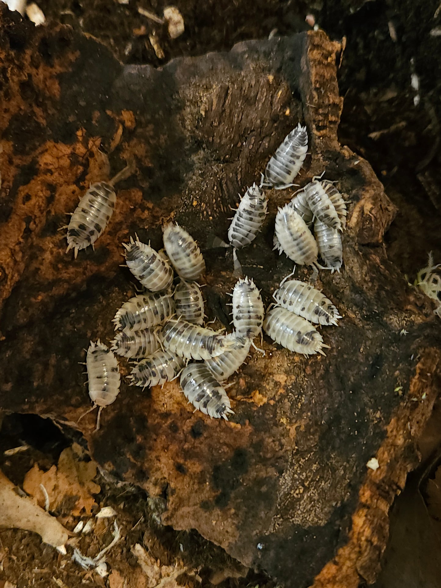 Porcellio laevis "Panda"