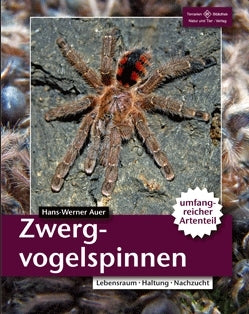 Zwergvogelspinnen