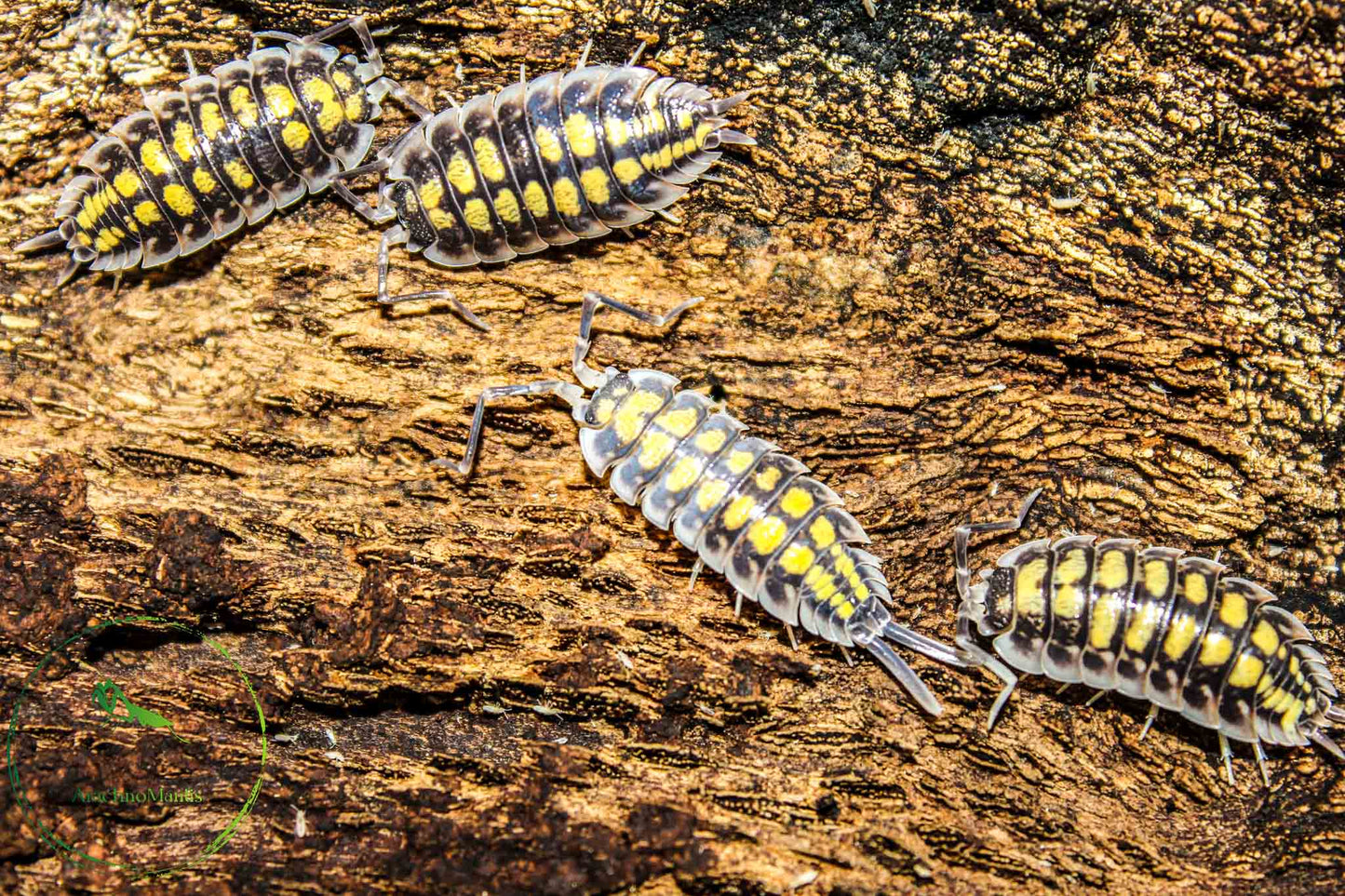 Porcellio haasi "High Yellow"