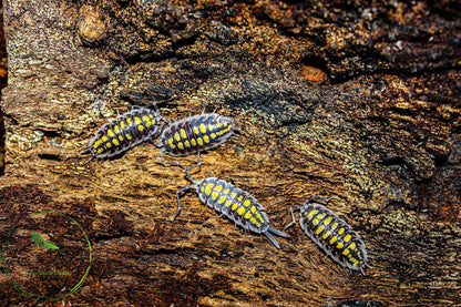 Porcellio haasi "High Yellow"