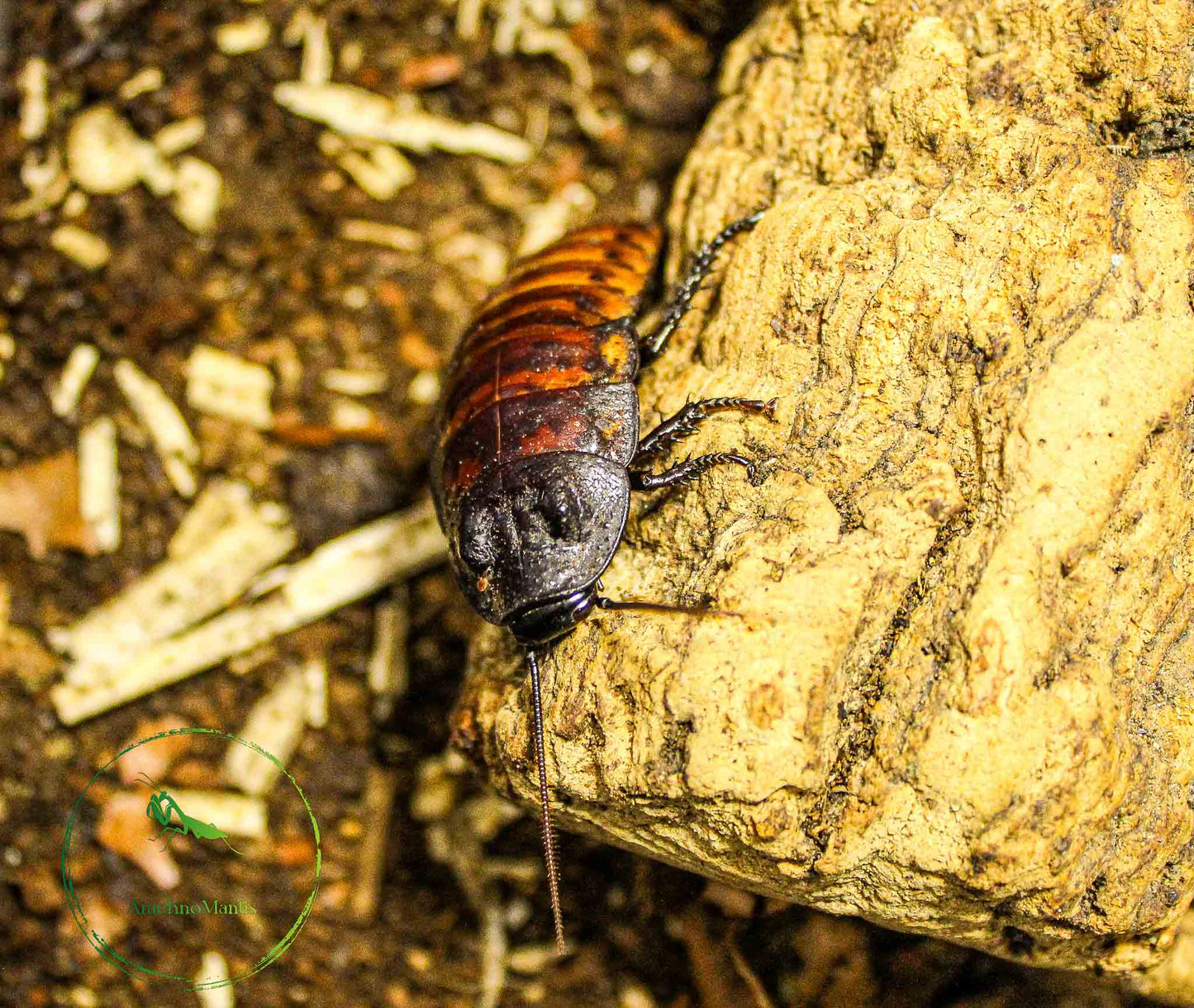 Gromphadorhina portentosa (Madagaskar Fauchschabe)