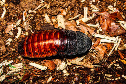 Gromphadorhina portentosa (Madagaskar Fauchschabe)