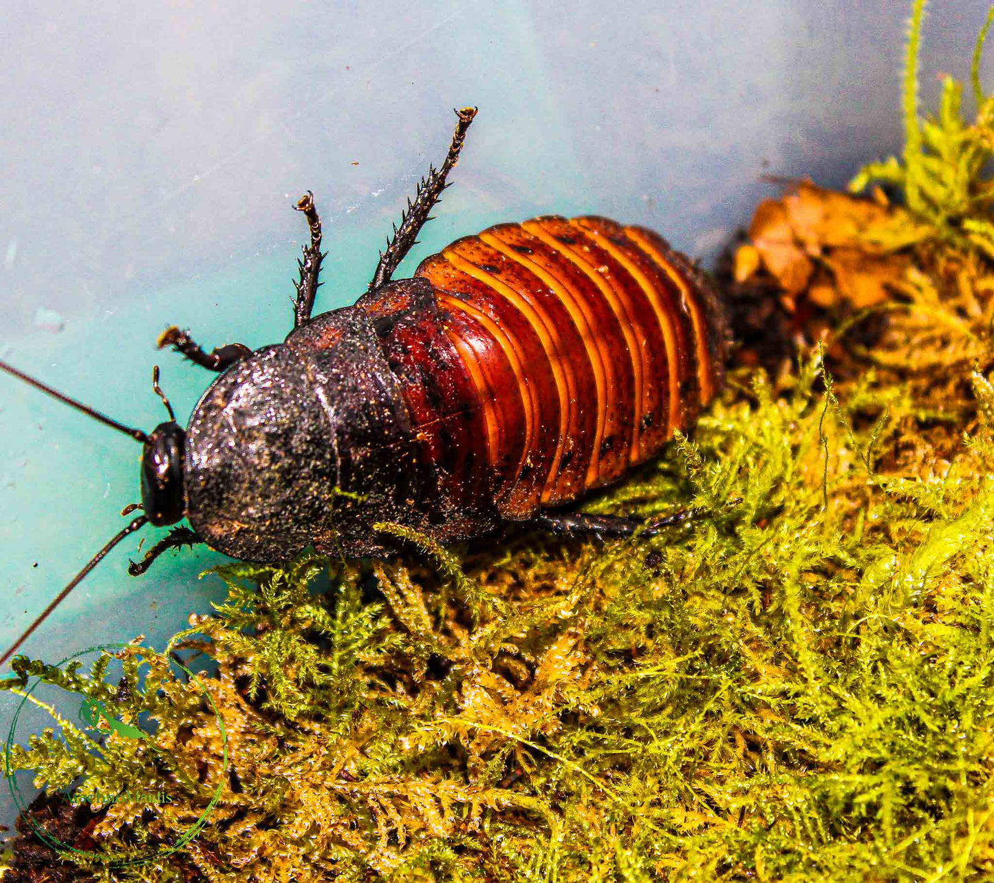 Gromphadorhina portentosa (Madagaskar Fauchschabe)