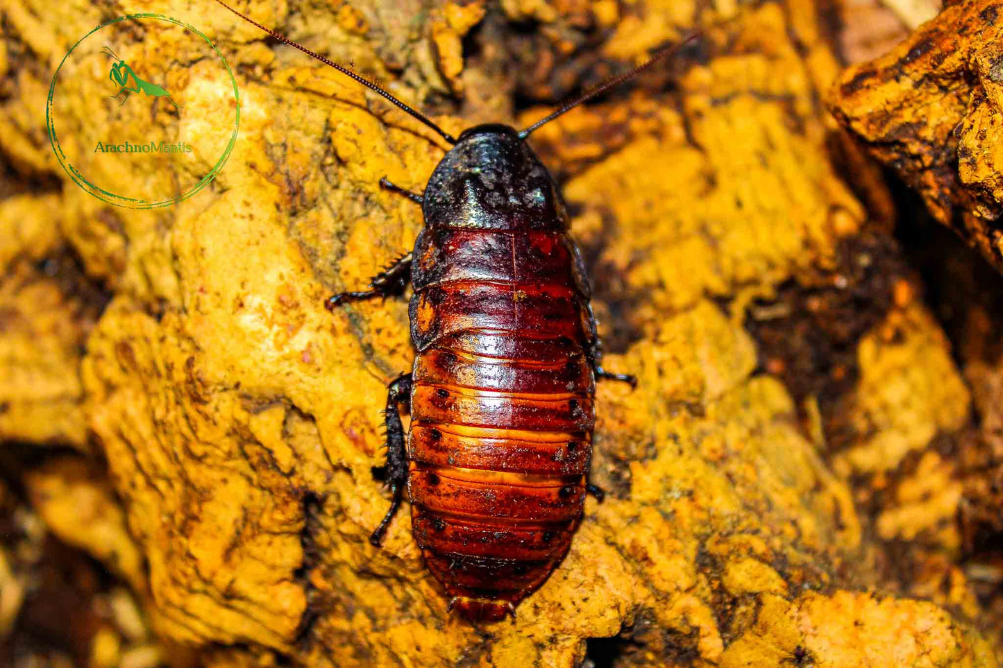 Gromphadorhina portentosa (Madagaskar Fauchschabe)