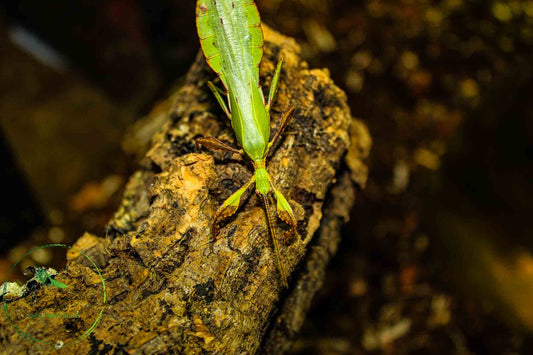 Phyllium tobeloense galela 