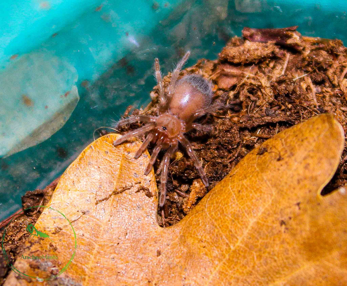 Brachypelma hamorii