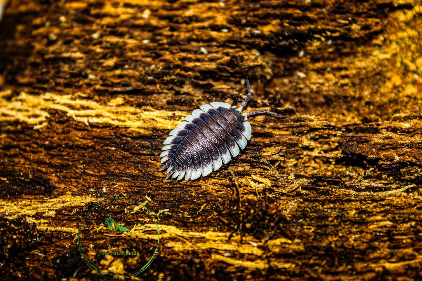 Porcellio werneri