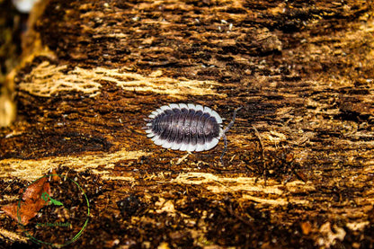 Porcellio werneri