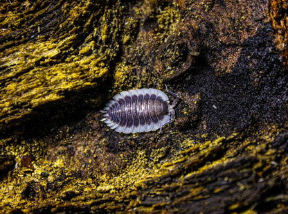 Porcellio werneri