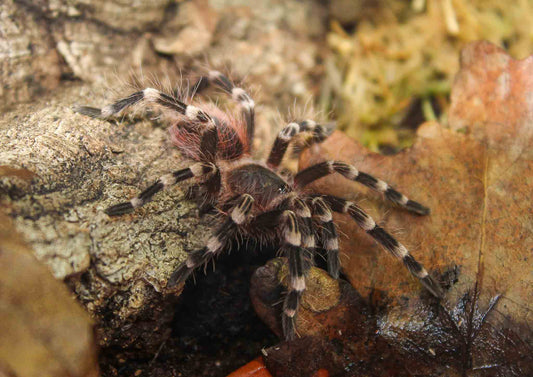 Acanthoscurria geniculata