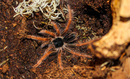 Megaphobema robustum