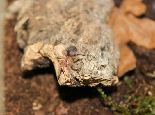 Grammostola pulchripes