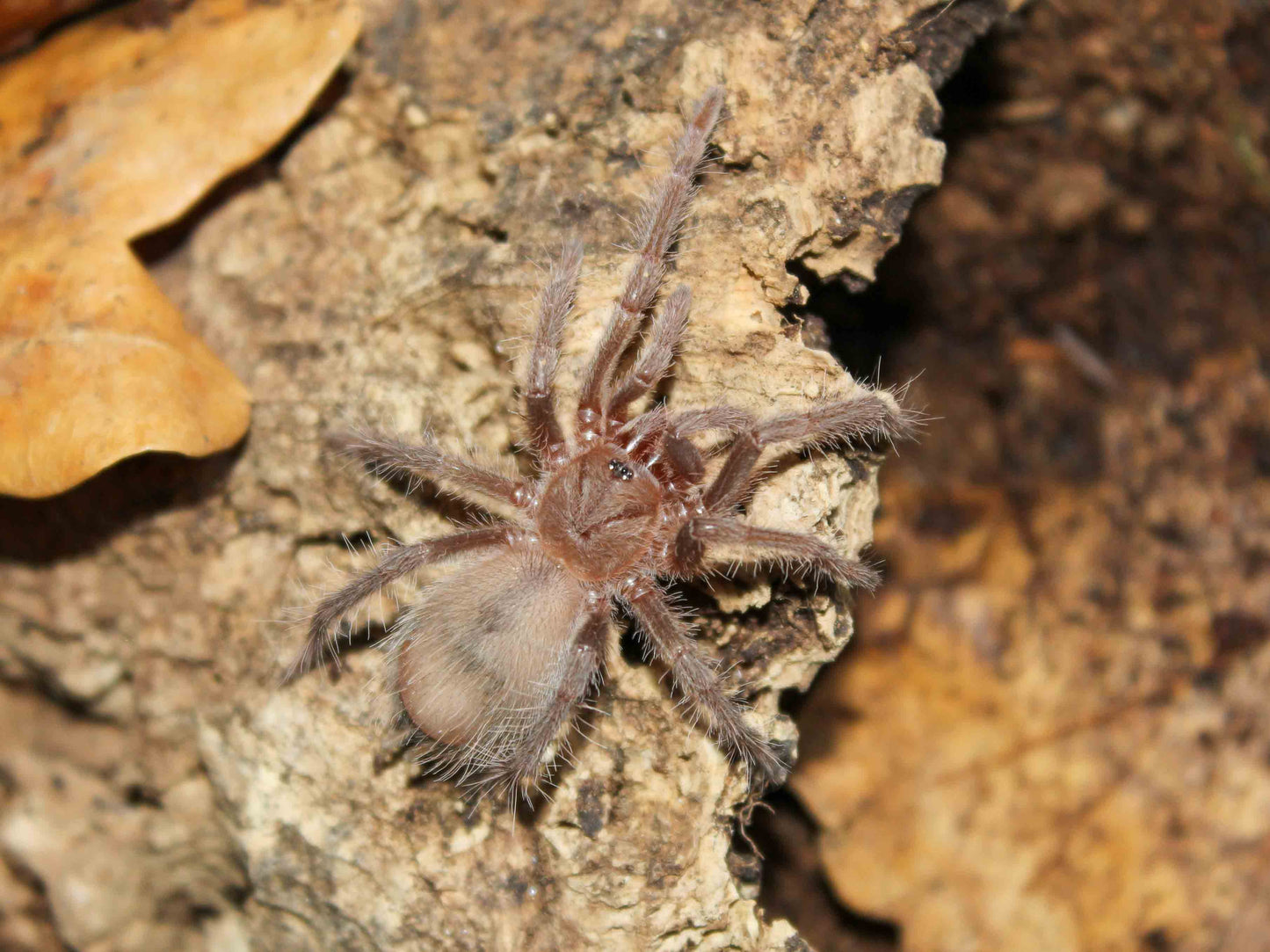 Lasiodora parahybana