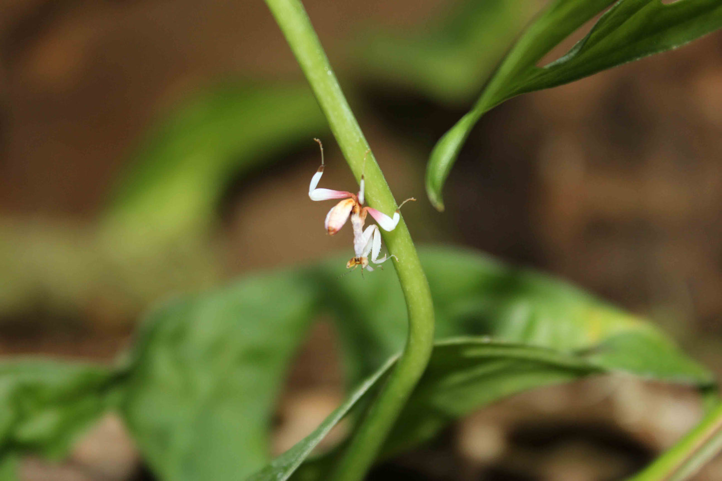 Hymenopus coronatus