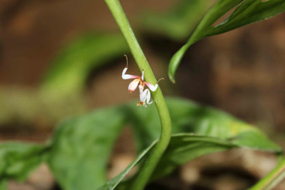 Hymenopus coronatus