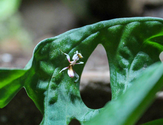 Hymenopus coronatus