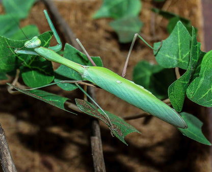 Hierodula membranacea