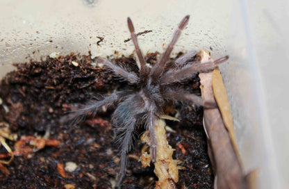 Lasiodora klugi