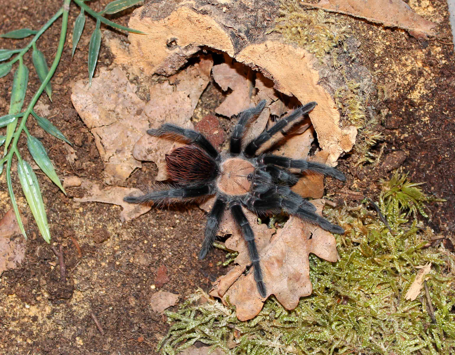 Brachypelma albiceps