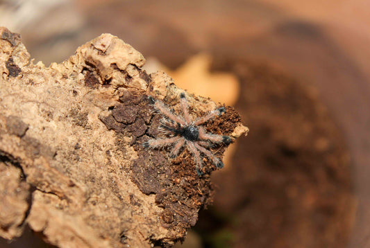 Avicularia metallica