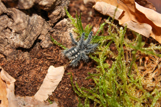 Avicularia purpurea