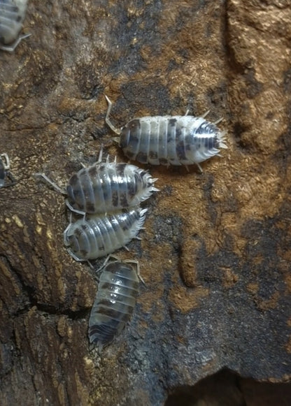 Porcellio laevis "Panda"