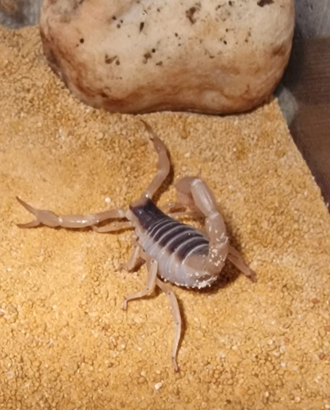 Hadrurus arizonensis, Haariger Wüstenskorpion